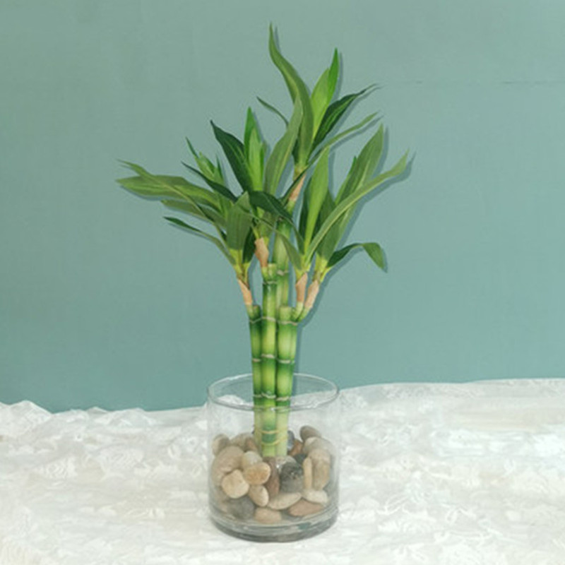 New 40cm Artificial Lucky Bamb - огляд і ціна Snake Plant