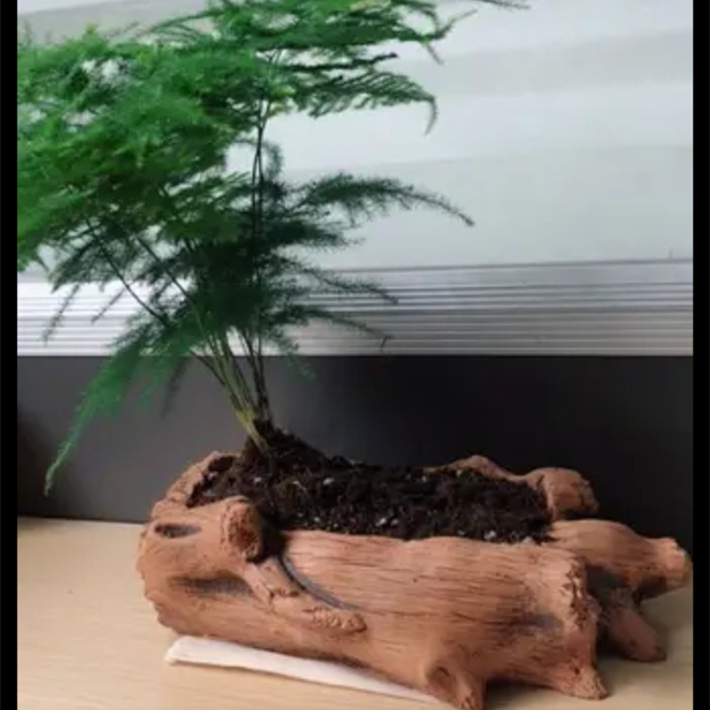 Imitation Wooden Stakes Tree R - огляд і ціна Succulent Set