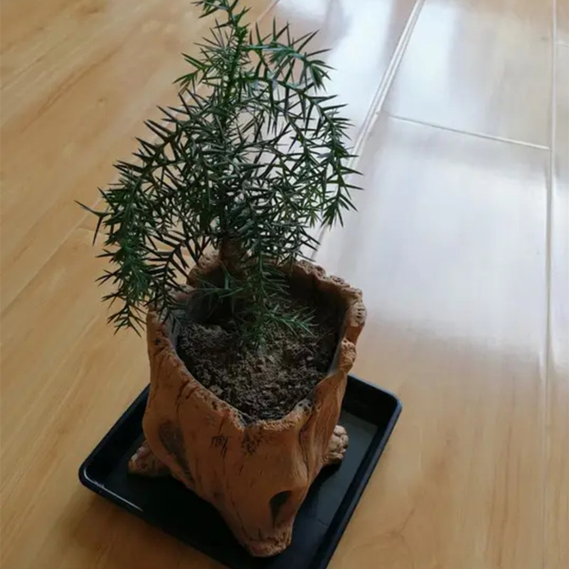 Imitation Wooden Stakes Tree R - огляд і ціна Succulent Set